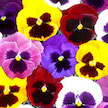 Pansies