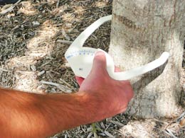 Caliper - measuring tree diameter